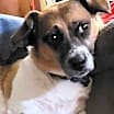 Thumbnail photo of Scotty #1
