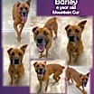 Thumbnail photo of Barley - RICHMOND, IN #2