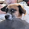 Thumbnail photo of Scotty #2