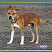 Thumbnail photo of Zeke #4