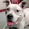 Thumbnail photo of Laila-Spunky Senior #3