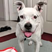 Thumbnail photo of Laila-Spunky Senior #1
