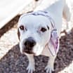 Thumbnail photo of Laila-Spunky Senior #4