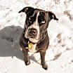 Thumbnail photo of Rambo #1