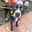 Thumbnail photo of Rambo #3