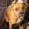 Thumbnail photo of Rocky #2