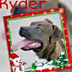 Thumbnail photo of Ryder #1