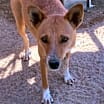 Thumbnail photo of Cookie #3