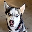 Thumbnail photo of Remi #1