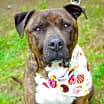 Thumbnail photo of Boss #1