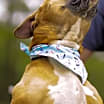 Thumbnail photo of Otto #2