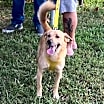 Thumbnail photo of Pumba #4