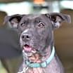 Thumbnail photo of Junebug #2