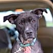 Thumbnail photo of Junebug #3