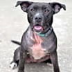 Thumbnail photo of Junebug #4