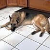 Thumbnail photo of Hans #1