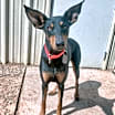 Thumbnail photo of Bella #1