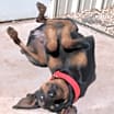 Thumbnail photo of Bella #2