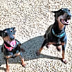 Thumbnail photo of Bella #3
