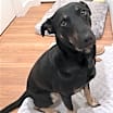 Thumbnail photo of Lily #1