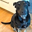 Thumbnail photo of Lily #3