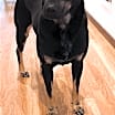Thumbnail photo of Lily #4