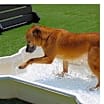 Thumbnail photo of Capone #4