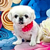 Thumbnail photo of Annie #1