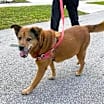 Thumbnail photo of Tesla #1