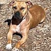 Thumbnail photo of Bubba - I'd love to be your one and only! #1