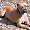 Thumbnail photo of Bubba - I'd love to be your one and only! #2