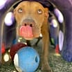 Thumbnail photo of Titus (Beefcake) #1