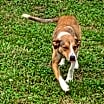 Thumbnail photo of Fido #1