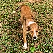 Thumbnail photo of Fido #3