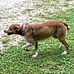 Thumbnail photo of Fido #4