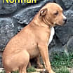 Thumbnail photo of Norman #2