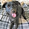 Thumbnail photo of Reggie #1