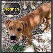 Thumbnail photo of Norman #3