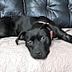 Thumbnail photo of Malin #4