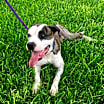 Thumbnail photo of Petey #4