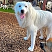 Thumbnail photo of Stella- Foster or Foster to Adopt Needed! #1
