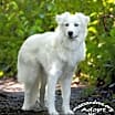 Thumbnail photo of Stella- Foster or Foster to Adopt Needed! #2