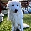 Thumbnail photo of Stella- Foster or Foster to Adopt Needed! #3