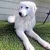 Thumbnail photo of Stella- Foster or Foster to Adopt Needed! #4