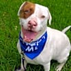 Thumbnail photo of Hank #2