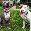Thumbnail photo of Hank #4
