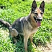 Thumbnail photo of Nova #2