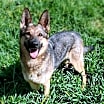 Thumbnail photo of Nova #3