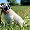 Thumbnail photo of RUBY #1