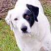 Thumbnail photo of RUBY #4